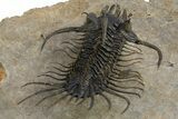 Alien-Looking Quadrops Trilobite - Spectacular Preparation #312727-9